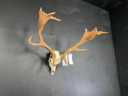 Fallow Deer Rack on skull