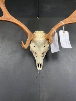 Fallow Deer Rack on skull