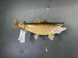 Brown Trout