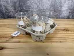 4 Groundhog Skulls Good Condition