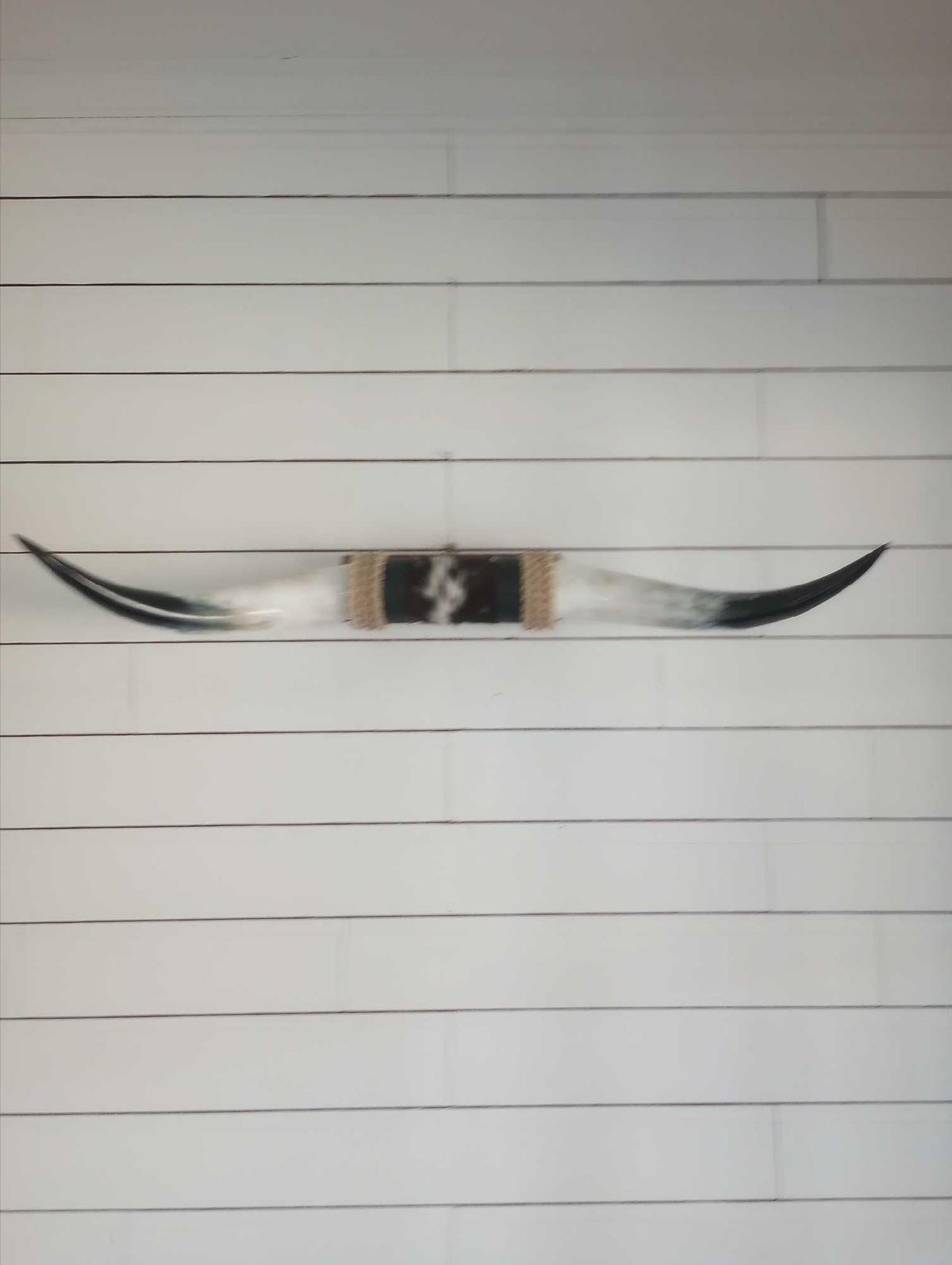 Super Nice Bull Horns