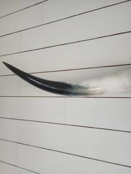Super Nice Bull Horns