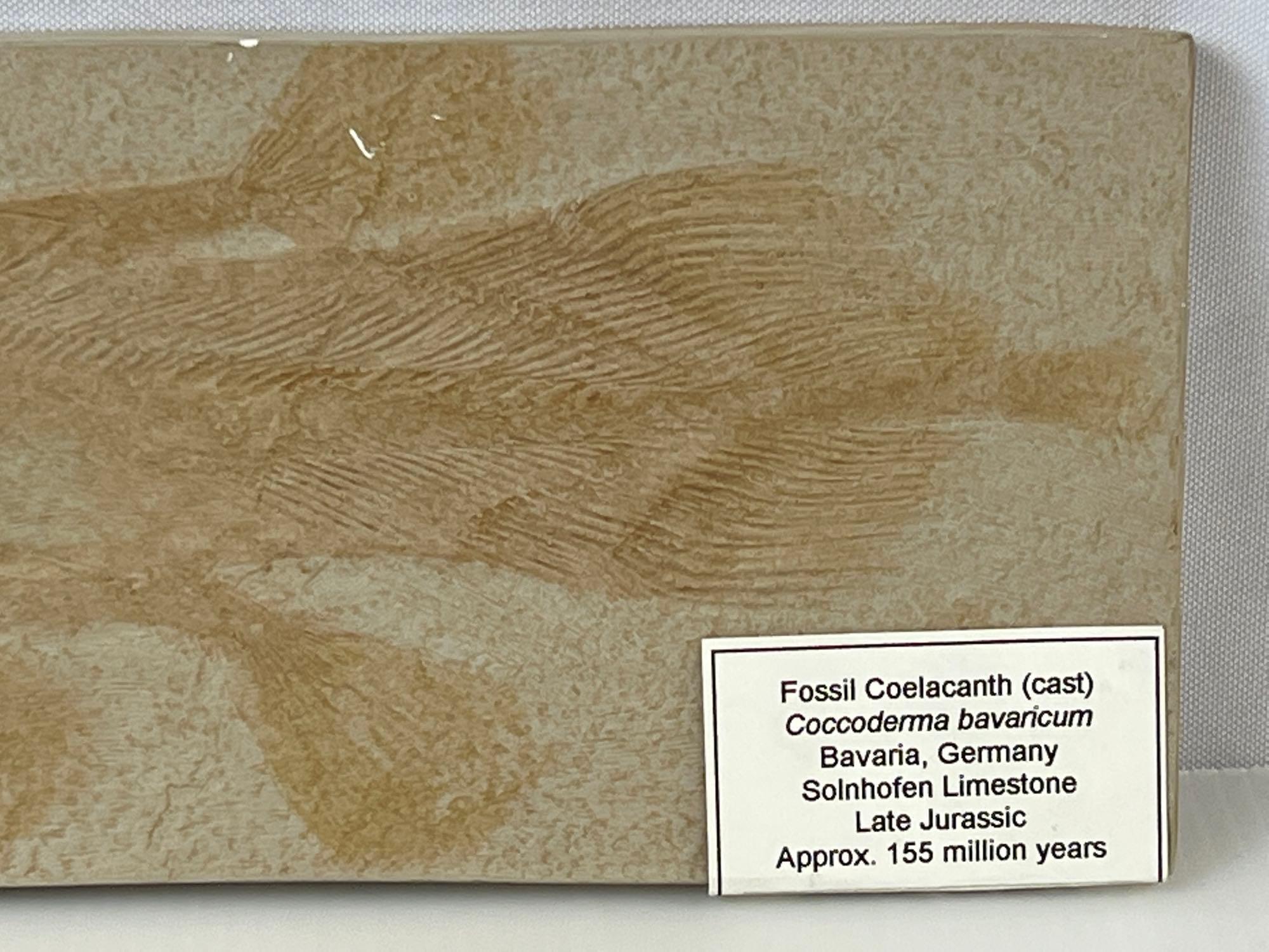Cast Fossil "Coelacanth", Bavaria Germany
