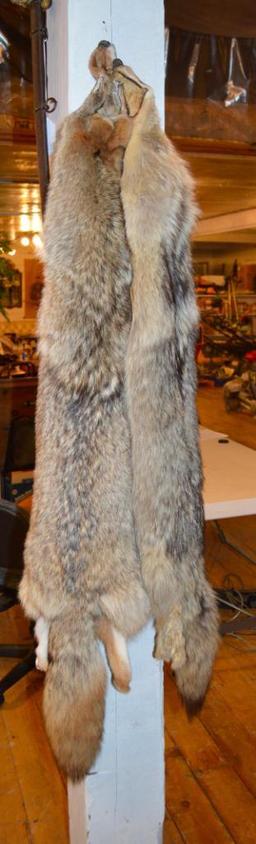 2 Montana Coyote Pelts