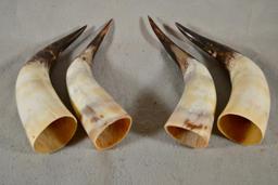 [4] Polished Cow Horns