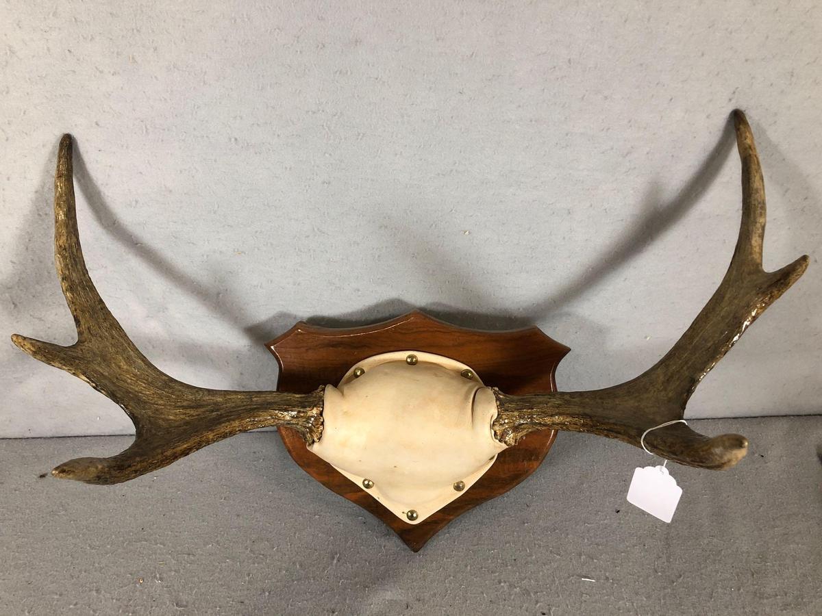 Mounted Moose Antlers