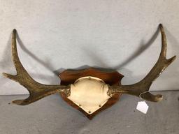 Mounted Moose Antlers