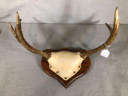 Mounted Moose Antlers