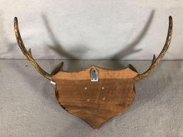 Mounted Moose Antlers