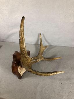 Mounted Moose Antlers