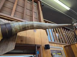 Watusi Long Horns