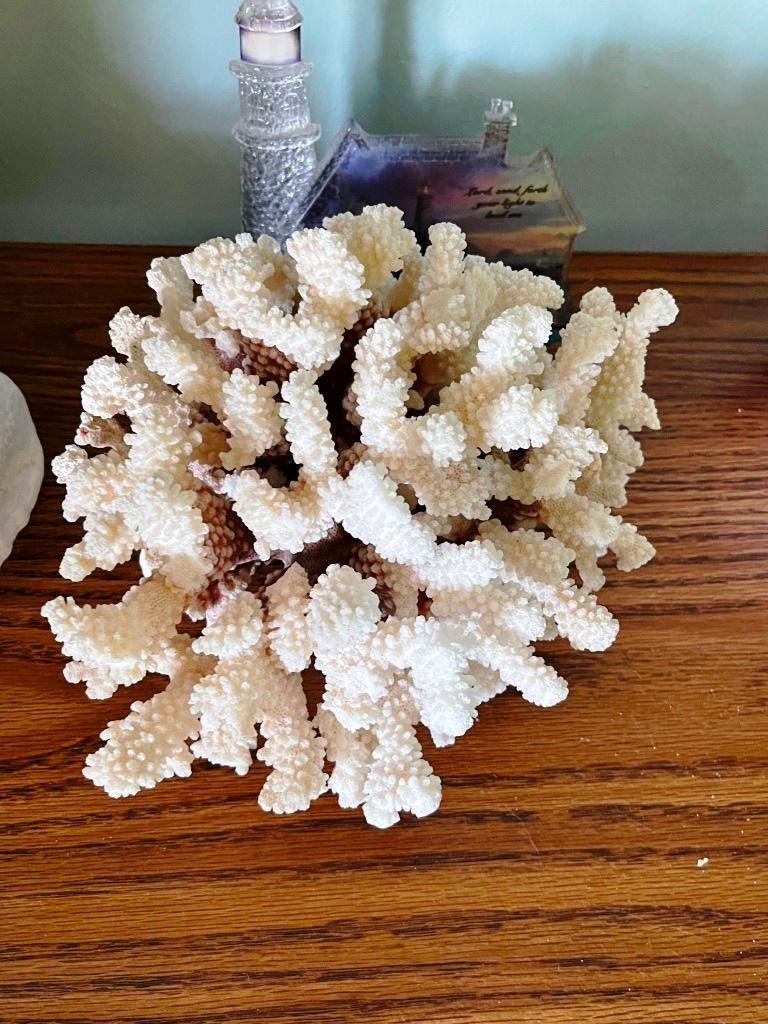 Shells, Coral, Cart