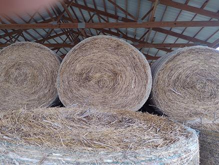 10x$ Grass Lagume Hay, Fertilized, Stored Inside