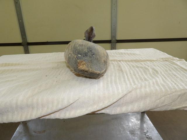 Canvasback Drake by Unknown