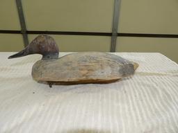 Canvasback Drake by Unknown