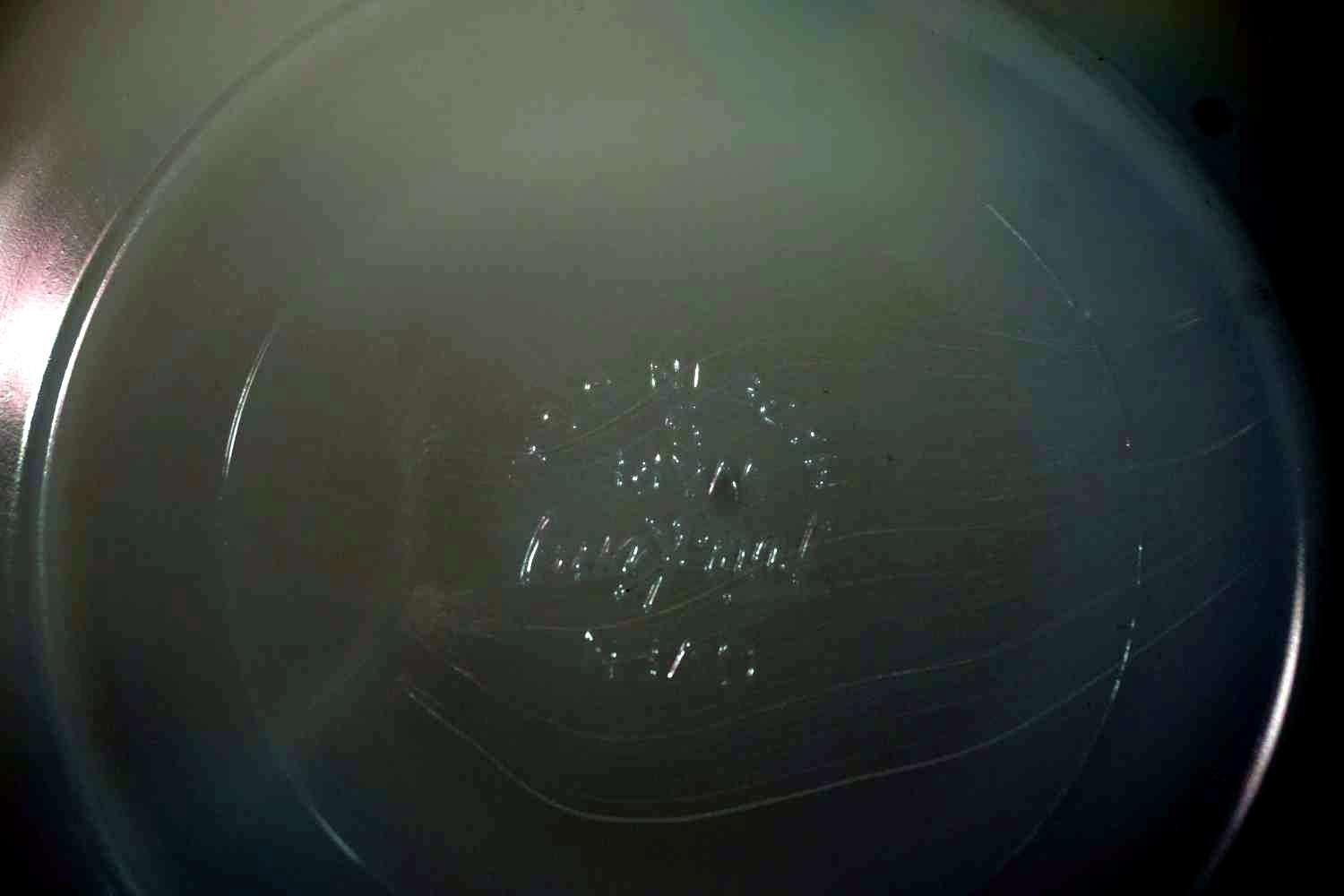 Dish Set