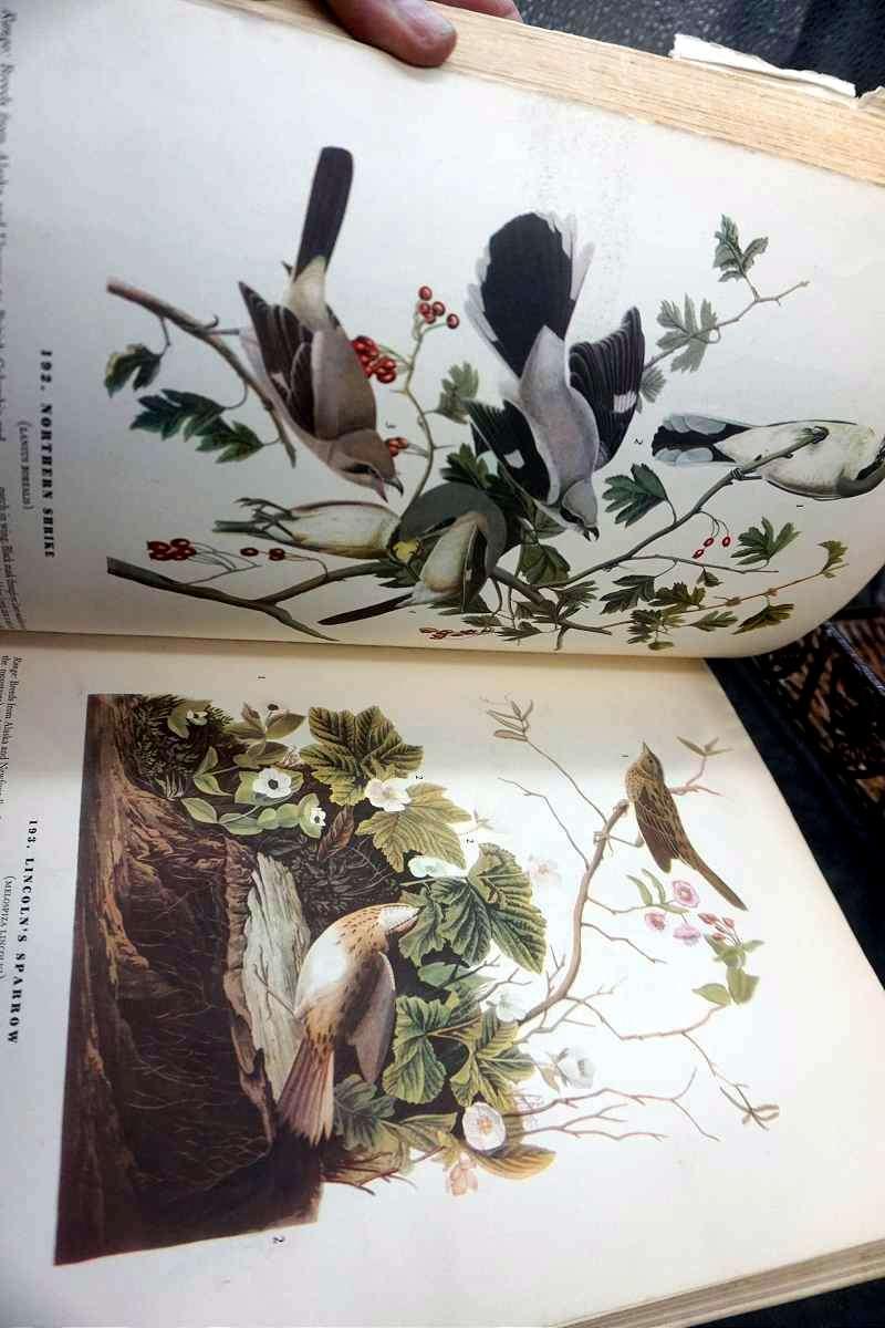 Baskets, Soup Bowl w/ Handles & Lids, Antique Aviary Book