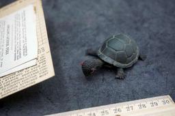 Old Angling License & Turtle