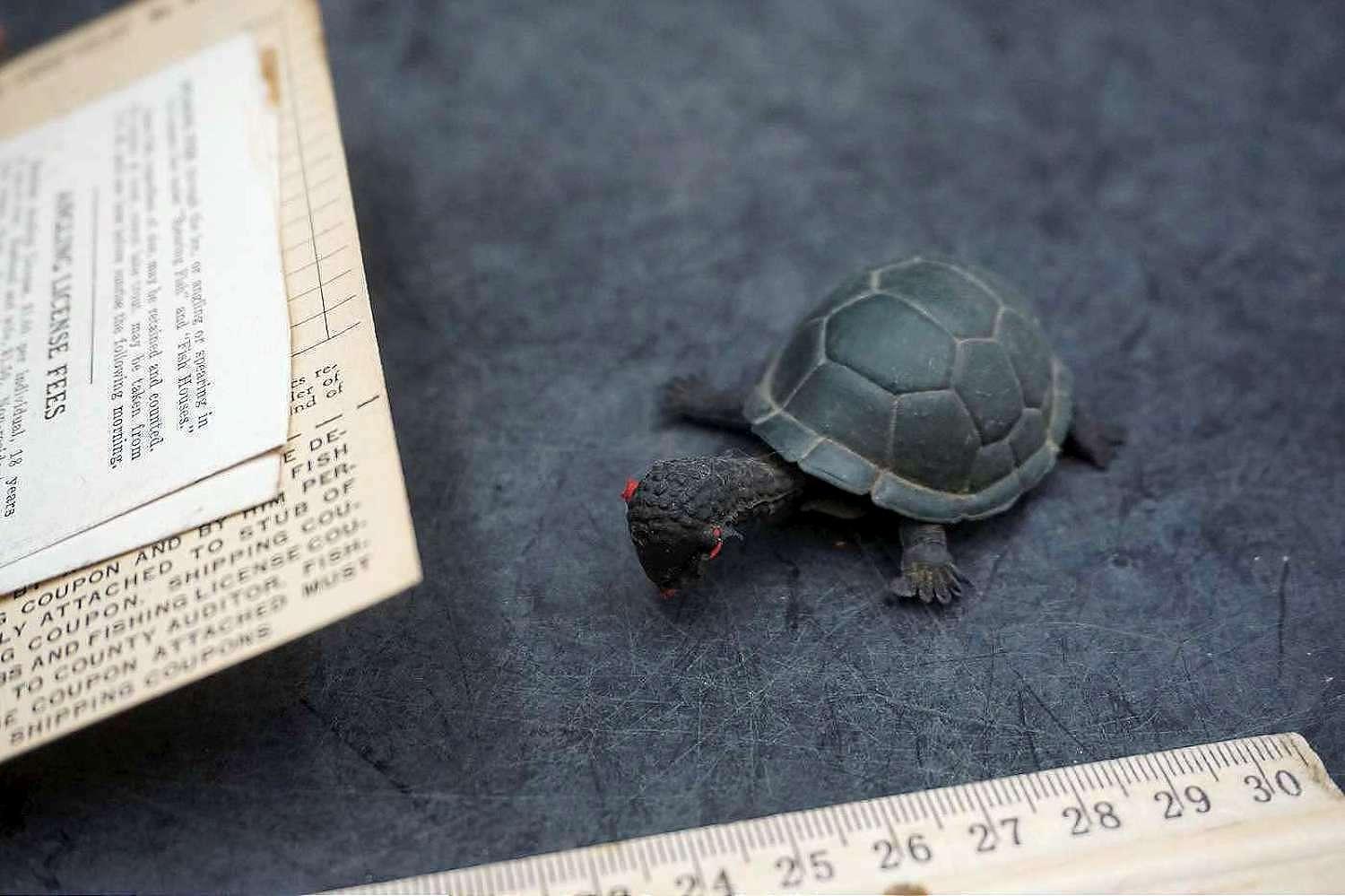 Old Angling License & Turtle