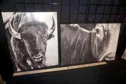 Canvas Pictures - Cow & Buffalo