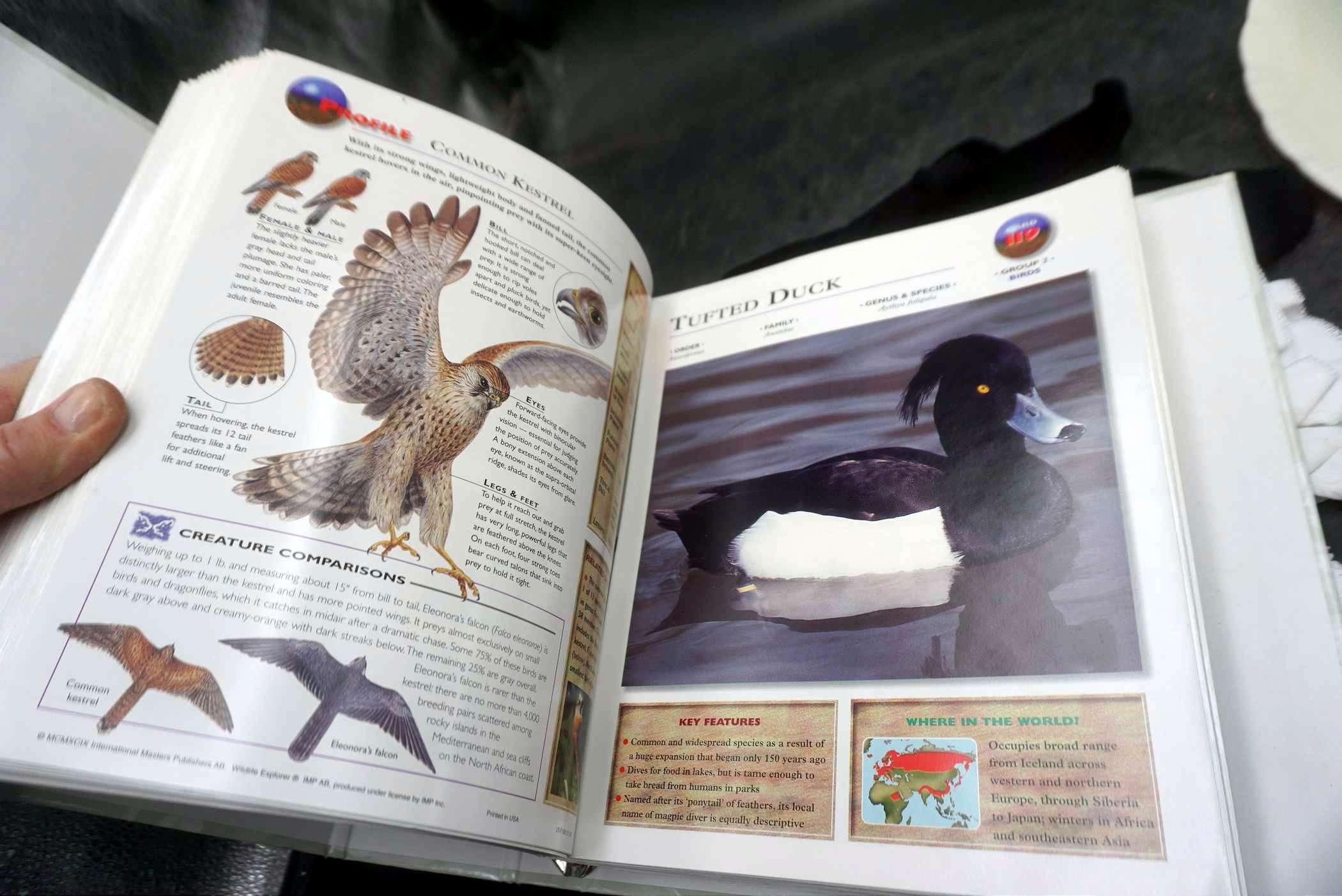 Wildlife Explorer Book, Plate & Fabric stickings/tights