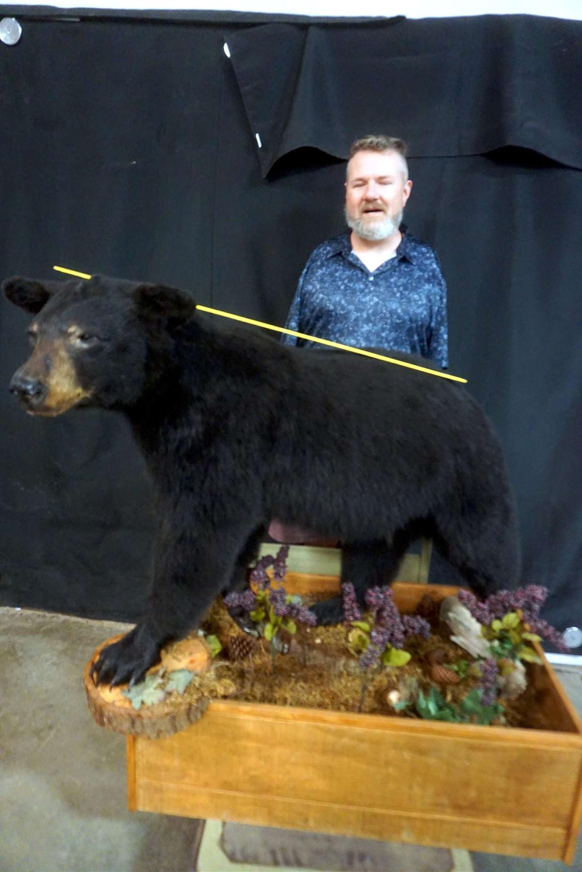 Black Bear Mount. Attatched To Base. No Shipping Available. Must Pick Up In Tea, Sd