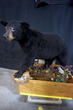 Black Bear Mount. Attatched To Base. No Shipping Available. Must Pick Up In Tea, Sd