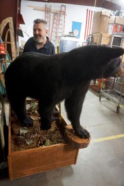 Black Bear Mount. Attatched To Base. No Shipping Available. Must Pick Up In Tea, Sd
