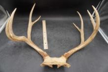 Deer Antlers