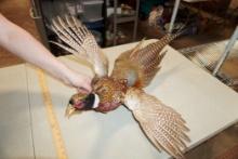 Pheasant Mount