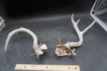 Deer Anters (Damaged)