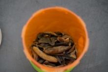 Old Shark Teeth