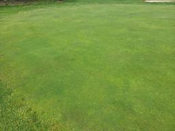 Turf Off The Green 11