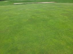 Turf Off The Green 11
