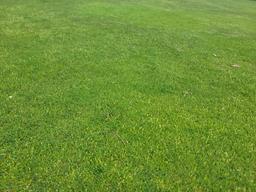 Turf Off The Green 11