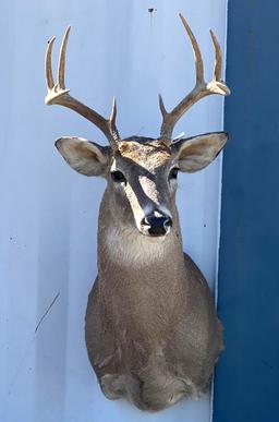 10-point Deer Mount