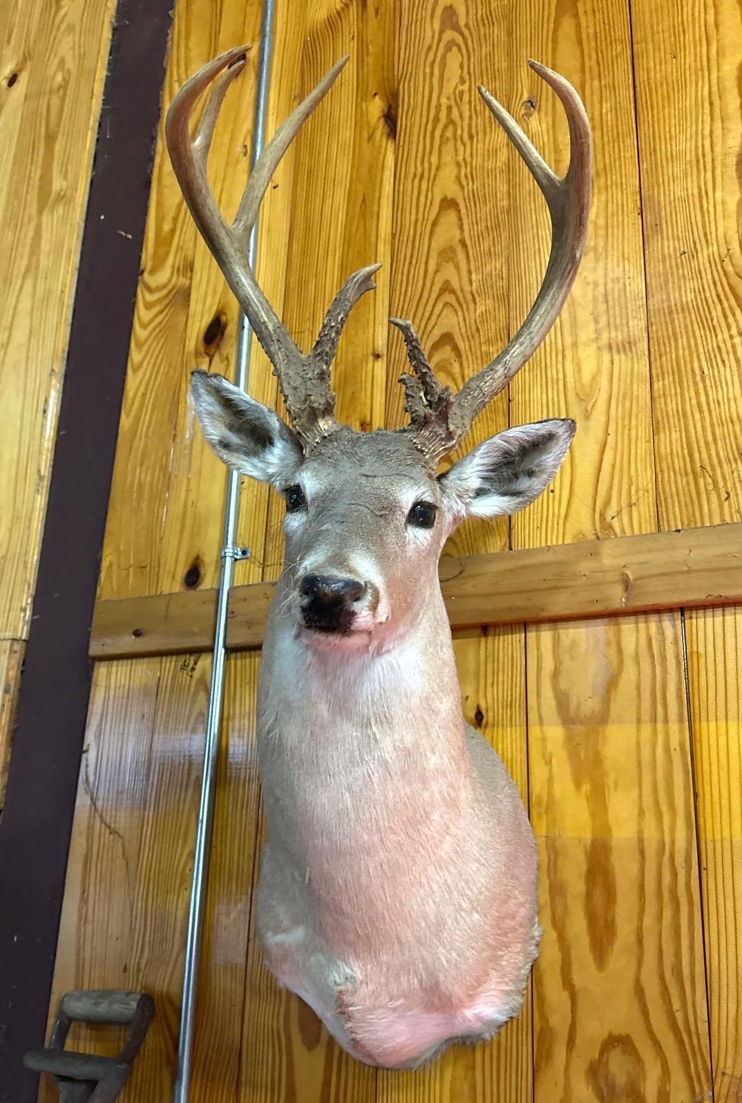 Deer Mount