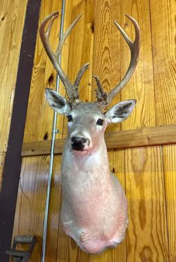Deer Mount