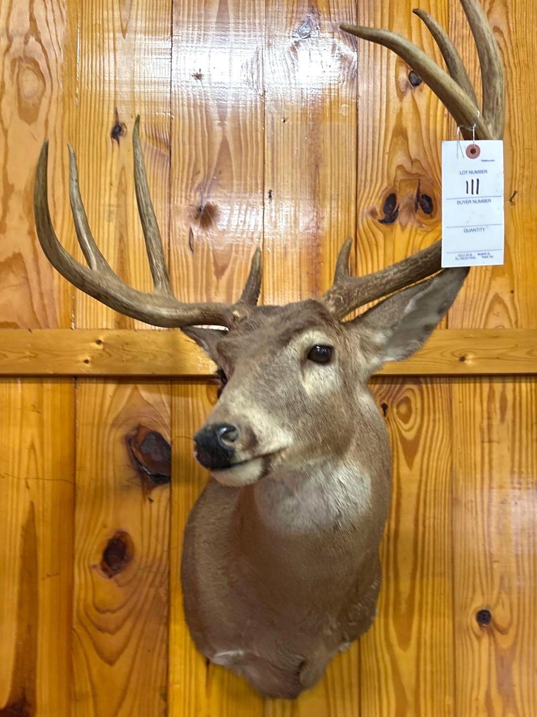 Deer Mount