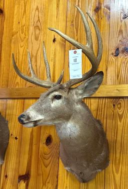Deer Mount