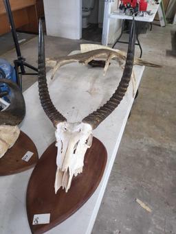 Antelope Skull Mount Decor