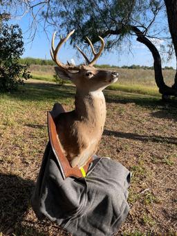 Deer Decor