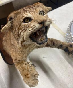 Taxidermy BobCat