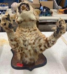 Taxidermy BobCat