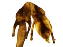 GENUINE VINTAGE FULL FOX STOLE