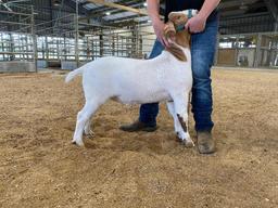 Reserve Champion Goat - Andru Lundy - La Porte FFA - 9th Grade
