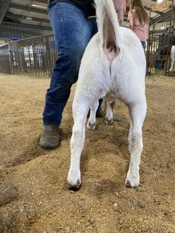 Reserve Champion Goat - Andru Lundy - La Porte FFA - 9th Grade
