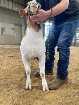 Reserve Champion Goat - Andru Lundy - La Porte FFA - 9th Grade