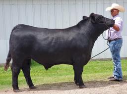 Reserve Champion Steer - Jake Hayman - La Porte Jr. FFA - 6th Grade