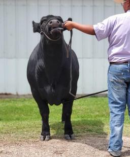 Reserve Champion Steer - Jake Hayman - La Porte Jr. FFA - 6th Grade
